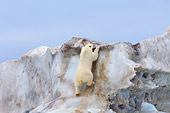 BEA 06 SK0179 01
Polar Bear Climbing On Sea Ice