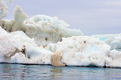 BEA 06 SK0181 01
Polar Bear Climbing On Sea Ice