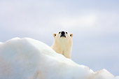 BEA 06 SK0187 01
Polar Bear Peeking Over Sea Ice
