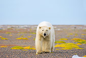 BEA 06 SK0188 01
Polar Bear Walking On Tundra