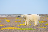 BEA 06 SK0189 01
Polar Bear Standing On Tundra