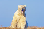 BEA 06 SK0191 01
Polar Bear Sitting On Tundra Yawning