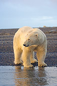 BEA 06 SK0192 01
Polar Bear Standing On Beach