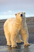 BEA 06 SK0193 01
Polar Bear Standing On Beach