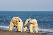 BEA 06 SK0195 01
Two Polar Bears Standing On Beach