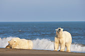 BEA 06 SK0196 01
Two Polar Bears Laying And Standing On Beach