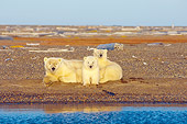 BEA 06 SK0197 01
Polar Bear Mother And Two Cubs Laying On Beach
