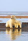 BEA 06 SK0198 01
Polar Bear Mother And Cub Sitting And Standing On Beach