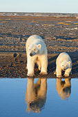 BEA 06 SK0199 01
Polar Bear Mother And Cub Standing On Beach