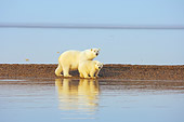 BEA 06 SK0200 01
Polar Bear Mother And Cub Walking On Beach