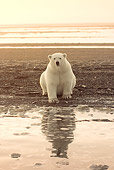 BEA 06 SK0206 01
Polar Bear Sitting On Beach