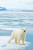 BEA 06 SK0245 01
Polar Bear Standing On Sea Ice
