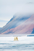 BEA 06 SK0246 01
Polar Bear Standing On Sea Ice