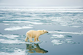 BEA 06 SK0247 01
Polar Bear Standing On Sea Ice