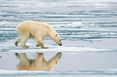BEA 06 SK0251 01
Polar Bear Walking On Sea Ice With Nose Pointed Down