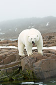 BEA 06 SK0253 01
Polar Bear Standing On Rocks By Water