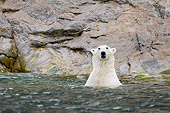 BEA 06 SK0257 01
Polar Bear Swimming In Sea Water With Head Up
