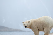 BEA 06 SK0258 01
Polar Bear Standing On Rock By Sea Water