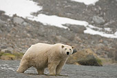 BEA 06 SK0259 01
Polar Bear Standing In Sea Water With Rocks And Snow In Background