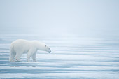 BEA 06 SK0261 01
Polar Bear Walking On Sea Ice Through Fog