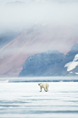 BEA 06 SK0262 01
Polar Bear Walking On Sea Ice