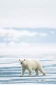 BEA 06 SK0263 01
Polar Bear Walking On Sea Ice