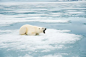 BEA 06 SK0268 01
Polar Bear Laying On Sea Ice Yawning