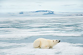 BEA 06 SK0269 01
Polar Bear Laying On Sea Ice With Head Up