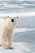 BEA 06 SK0273 01
Close-Up Of Polar Bear Standing On Sea Ice