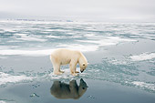 BEA 06 SK0274 01
Polar Bear Standing On Sea Ice Looking Down