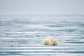 BEA 06 SK0276 01
Polar Bear Sleeping On Sea Ice Hiding Face
