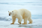 BEA 06 WF0003 01
Polar Bear Walking On Sea Ice