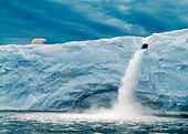 BEA 06 WF0004 01
Polar Bear Walking Along Glacier