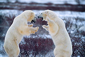 BEA 06 DB0001 01
Polar Bears Sparring In Early Winter Canada