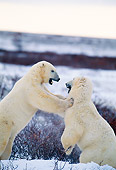 BEA 06 DB0002 01
Polar Bears Sparring In Early Winter Canada