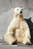 BEA 06 GR0001 01
Polar Bear Sitting Against Concrete Wall