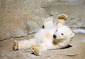 BEA 06 GR0002 01
Polar Bear Cub Laying On Back By Concrete Wall