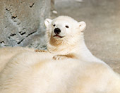 BEA 06 GR0003 01
Polar Bear Cub Peeking Over Mother's Back By Concrete Wall
