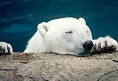 BEA 06 GR0004 01
Close-Up Of Polar Bear In Water Resting Head And Paws On Rock