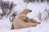 BEA 06 HB0003 01
Polar Bears Sitting On Snow 
(Ursus Maritimus) 
Churchill, Canada