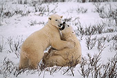 BEA 06 HB0006 01
Polar Bears Playing On Snow 
(Ursus Maritimus) 
Churchill, Canada