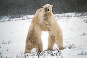 BEA 06 HB0007 01
Polar Bears Sparring On Snow Churchill, Canada