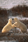 BEA 06 HB0008 01
Polar Bears Sparring On Snow Churchill, Canada
