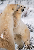 BEA 06 HB0009 01
Polar Bears Sparring On Snow 
(Ursus Maritimus) 
Churchill, Canada