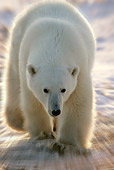 BEA 06 KH0007 01
Polar Bear Walking On Snow