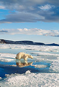 BEA 06 KH0009 01
Polar Bear Wading In Ice Water Puddle