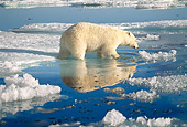 BEA 06 KH0010 01
Polar Bear Wading In Ice Water Puddle