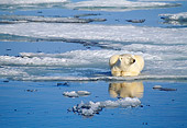 BEA 06 KH0011 01
Polar Bear Laying By Ice Water Puddle