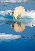 BEA 06 KH0012 01
Polar Bear Laying By Ice Water Puddle Looking In Water