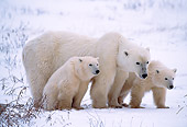 BEA 06 NE0001 01
Polar Bear Mother With Two Cubs Huddling On Snow Hudson Bay Canada